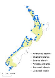 Gleichenia microphylla distribution map based on databased records at AK, CHR and WELT, and supplemented with selected OTA records.
 Image: K. Boardman © Landcare Research 2015 CC BY 3.0 NZ